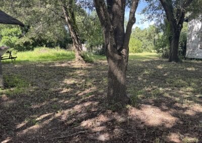 Brush Clearing 10