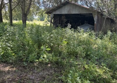 Brush Clearing 3